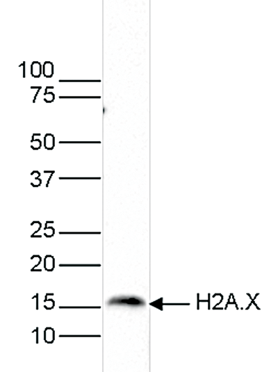 H2A.X Antibody validated in Western blot