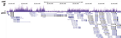 macroH2A.1/H2A.2 Antibody for ChIP-seq