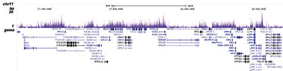 macroH2A.1/H2A.2 Antibody for ChIP-seq assay