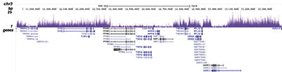 macroH2A.1/H2A.2 Antibody validated in ChIP-seq