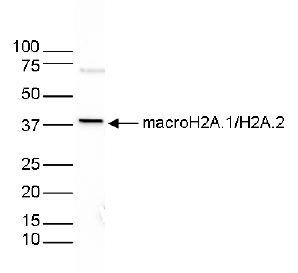 macroH2A.1/H2A.2 Antibody validated in Western Blot