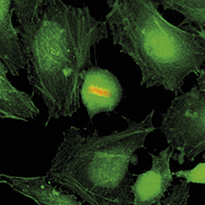 H4S1p Antibody validated in Immunofluorescence