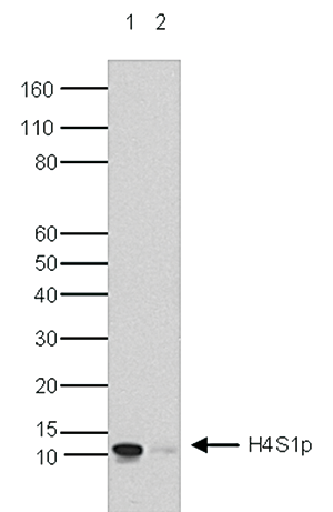 H4S1p Antibody validated in Western blot