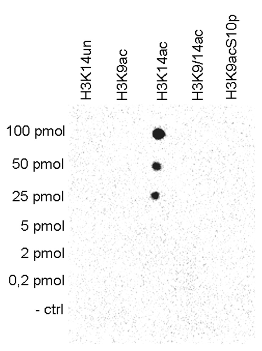 H3K14ac Antibody validated in Dot Blot
