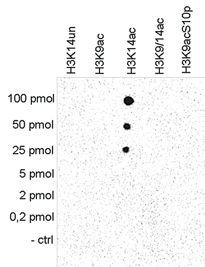 H3K14ac Antibody validated in Dot Blot