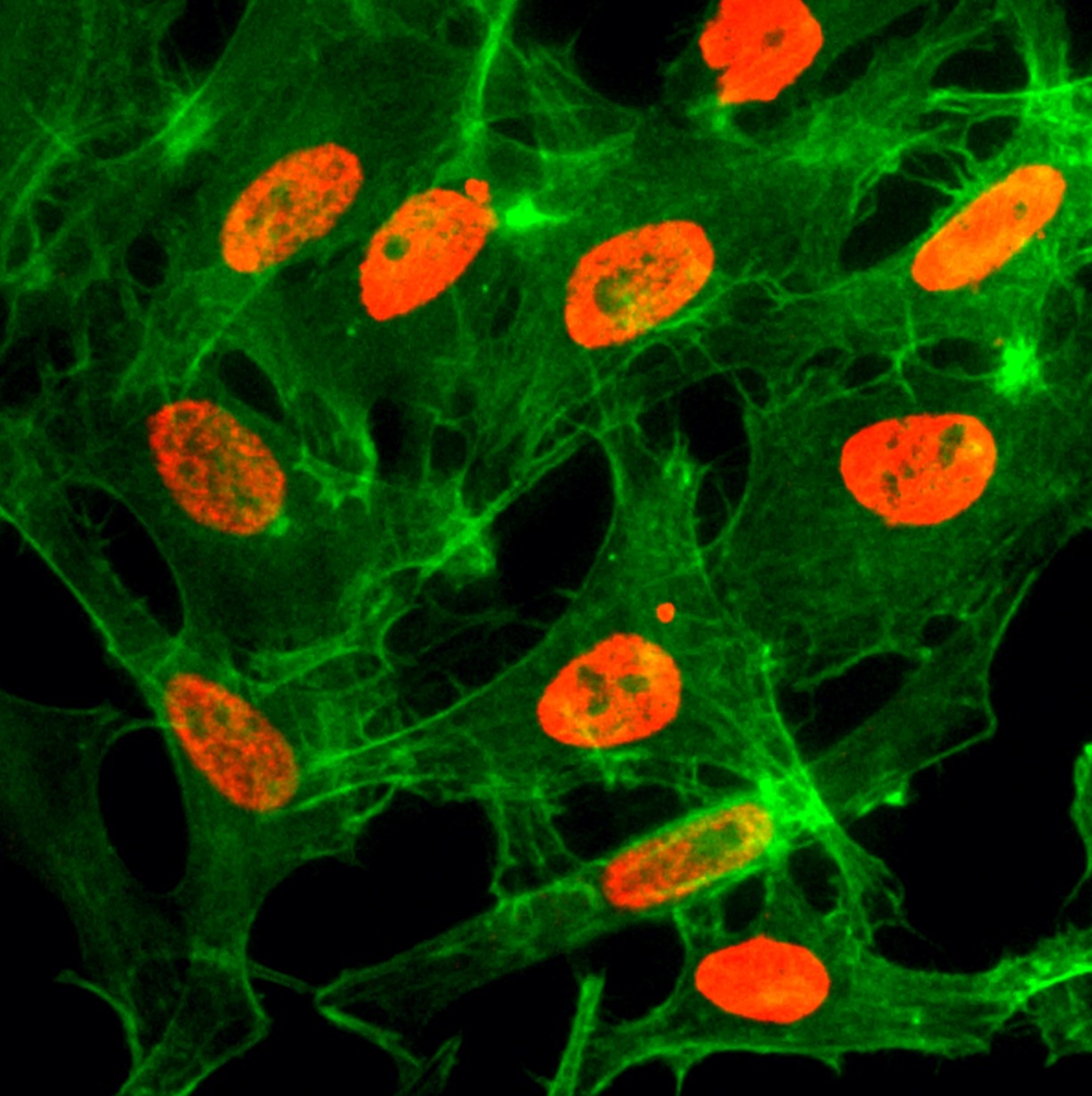 H3K14ac Antibody validated in Immunofluorescence
