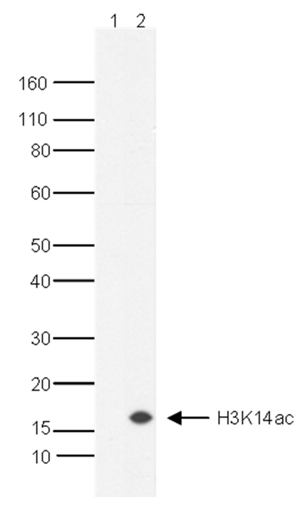 H3K14ac Antibody validated in Western Blot
