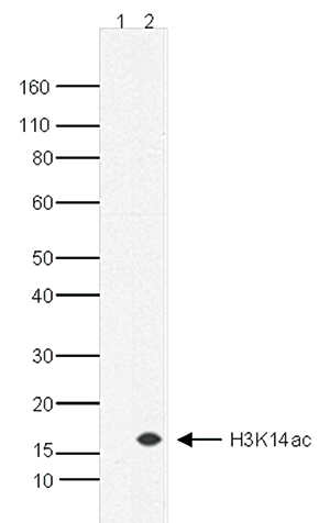 H3K14ac Antibody validated in Western Blot