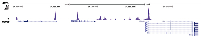 H3K79ac Antibody for ChIP-seq assay