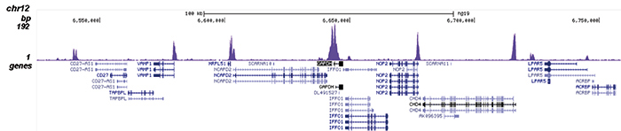H3K79ac Antibody validated in ChIP-seq