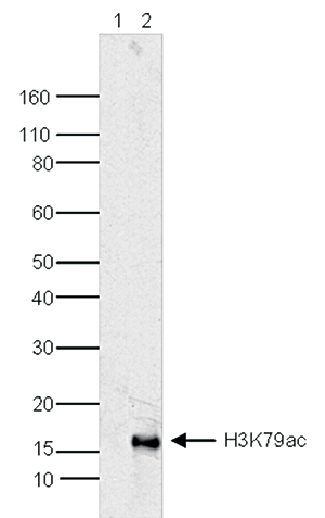 H3K79ac Antibody validated in Western Blot