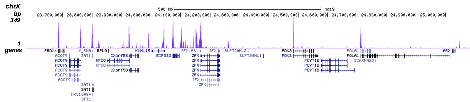 H3K23me2 Antibody for ChIP-seq 