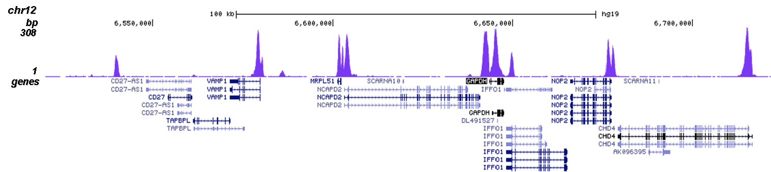 H3K23me2 Antibody validated in ChIP-seq