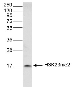 H3K23me2 Antibody validated in Western Blot