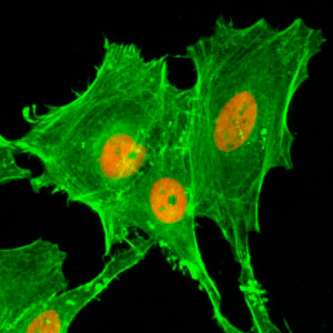 H4K20ac Antibody validated in Immunofluorescence 