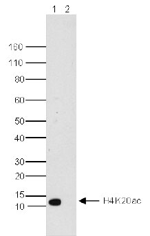 H4K20ac Antibody validated in Western Blot  