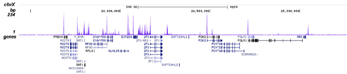 H2A.ZK4ac Antibody for ChIP-seq