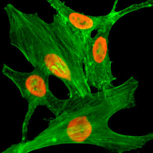 H2A.ZK4ac Antibody validated in Immunofluorescence