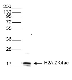 H2A.ZK4ac Antibody validated in Western Blot