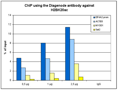 H2BK20ac Antibody ChIP Grade