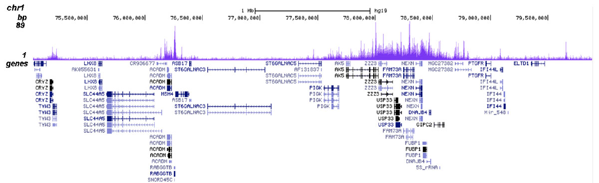 H3.3 Antibody for ChIP-seq 