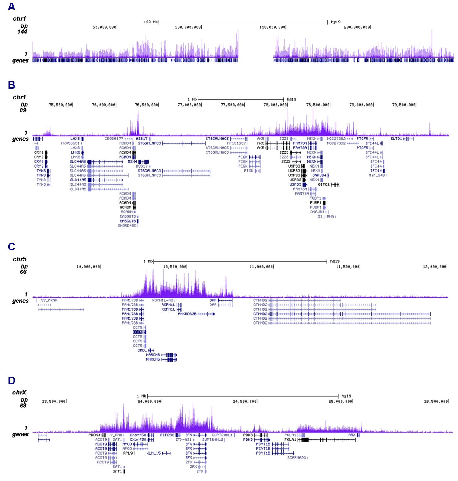 H3.3 Antibody ChIP-seq Grade