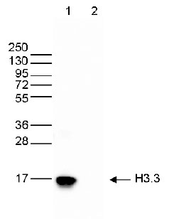 H3.3 Antibody validated in Western Blot