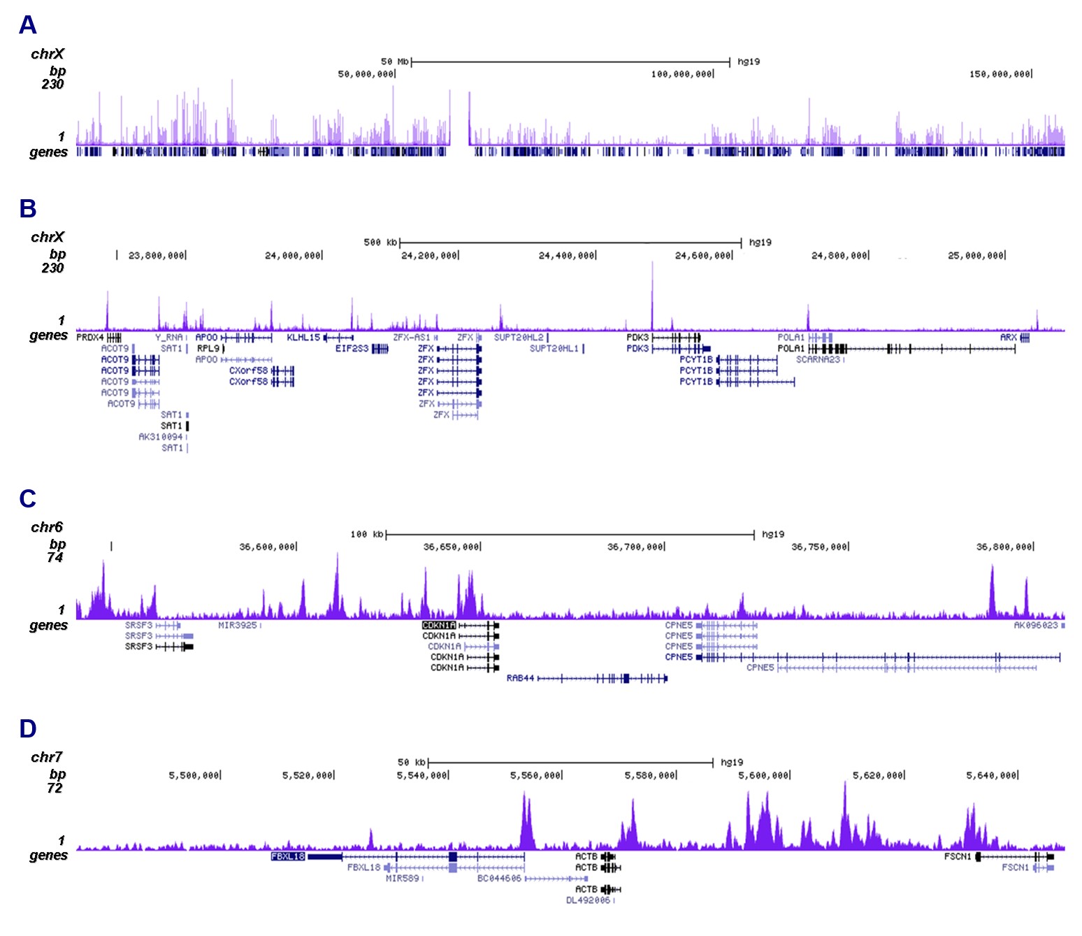 H2A.ZK7ac Antibody ChIP-seq Grade