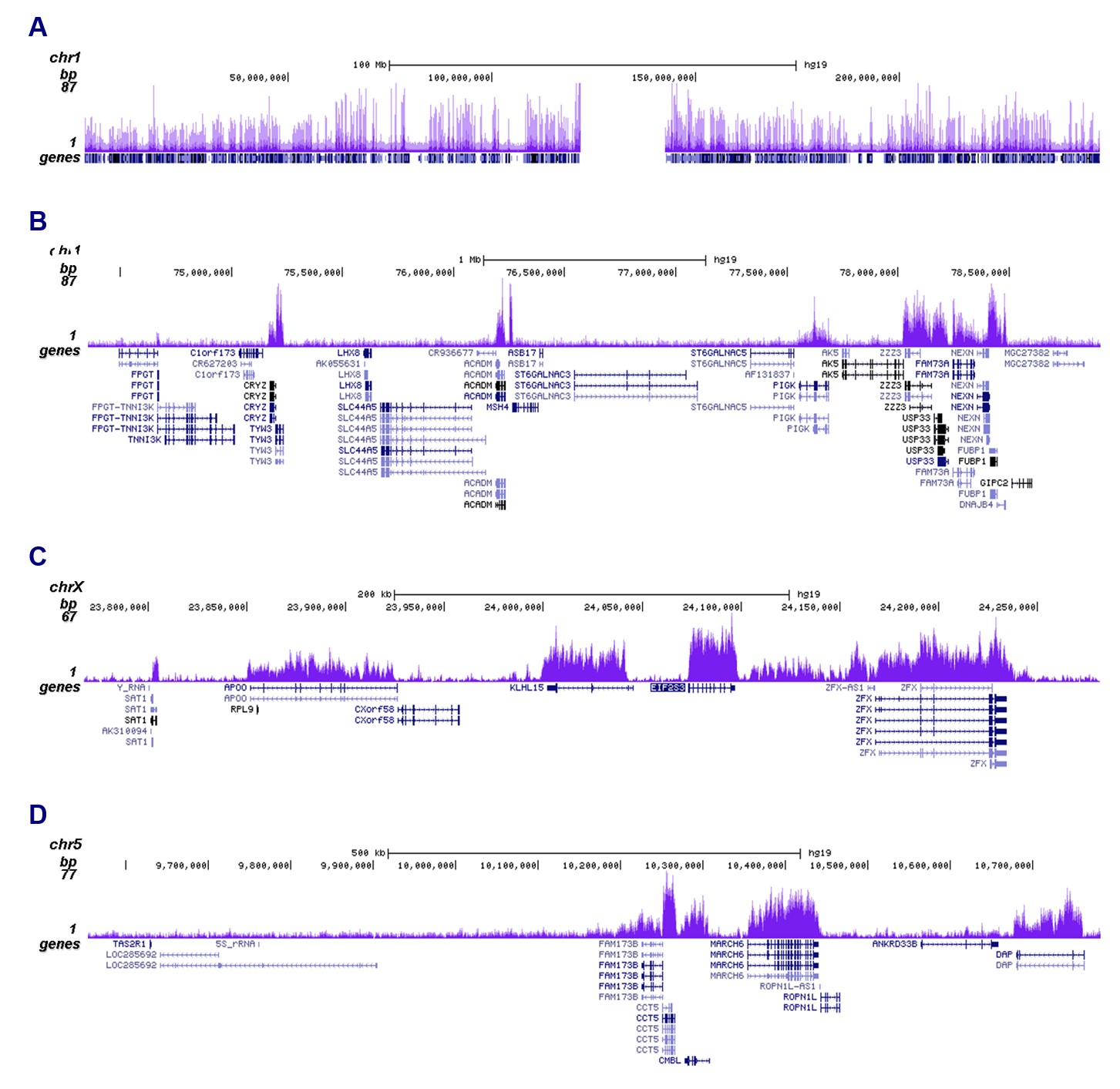 H3K36me3 Antibody ChIP-seq Grade