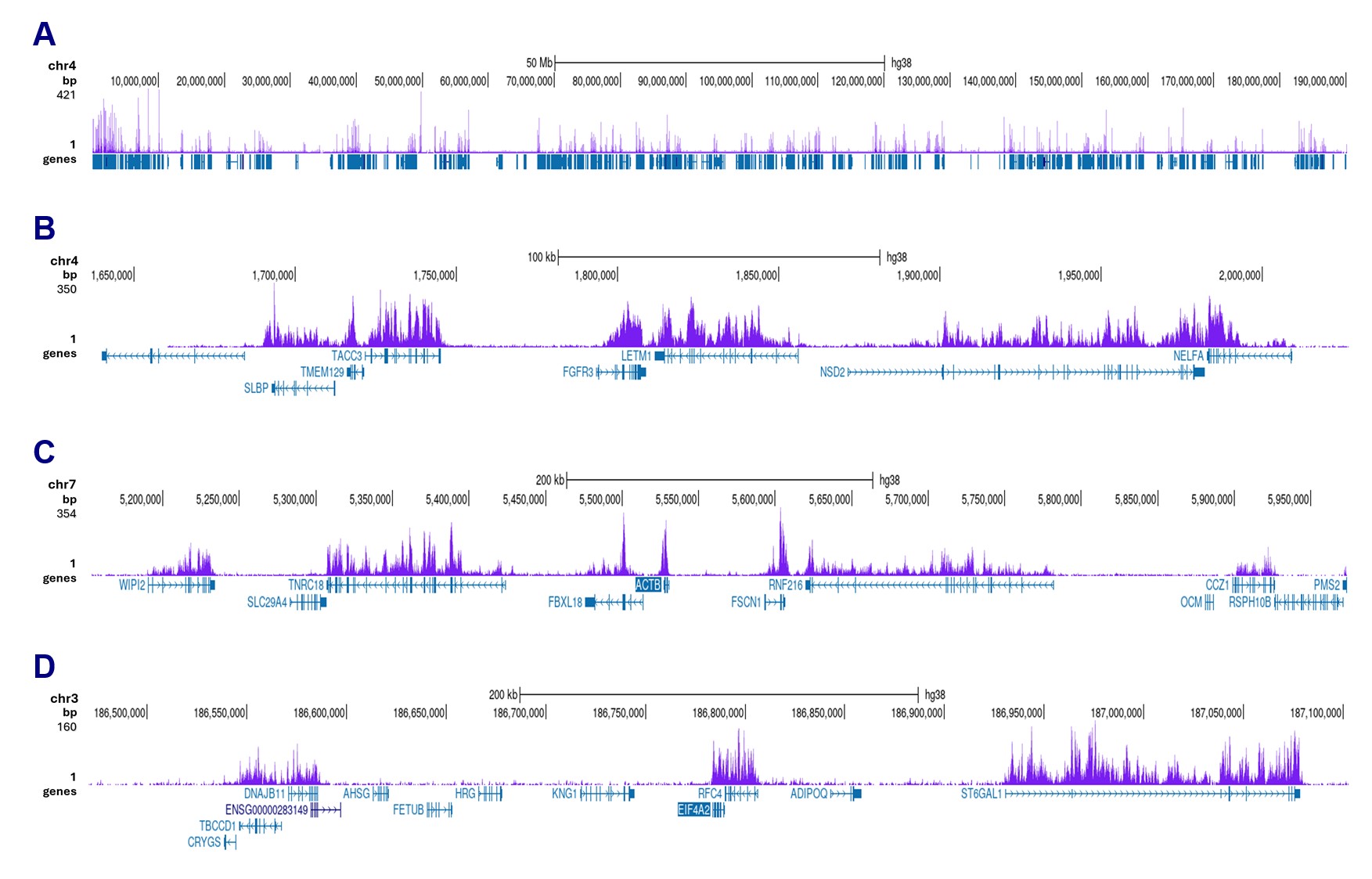 H3K36me3 Antibody CUT and Tag Grade