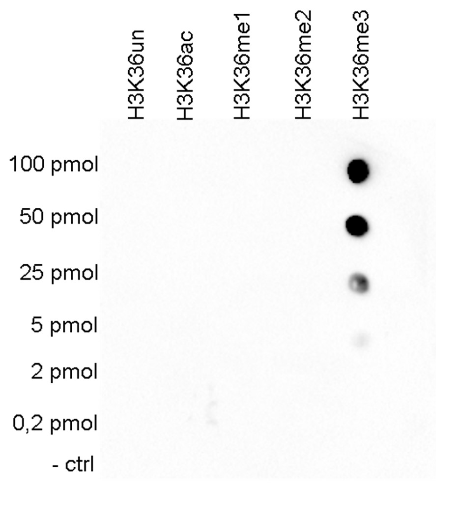 H3K36me3 Antibody Dot Blot Validation