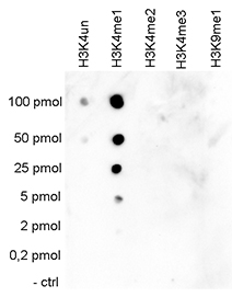 H3K4me1 Antibody validated in Dot Blot