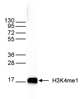 H3K4me1 Antibody validated in Western blot