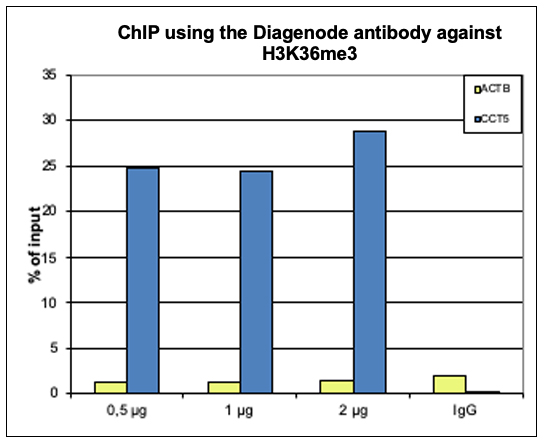 H3K36me3 Antibody ChIP Grade