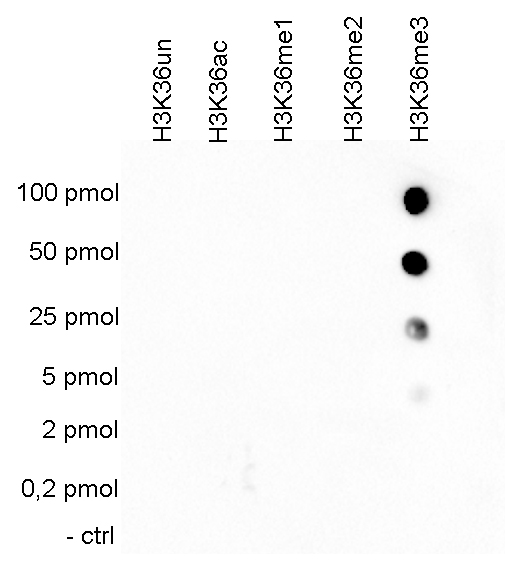 H3K36me3 Antibody Dot Blot Validation