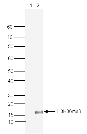 H3K36me3 Antibody validated in Western Blot