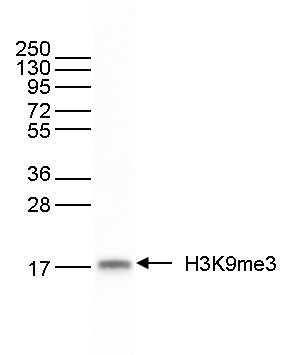 H3K9me3 Antibody validated in Western blot