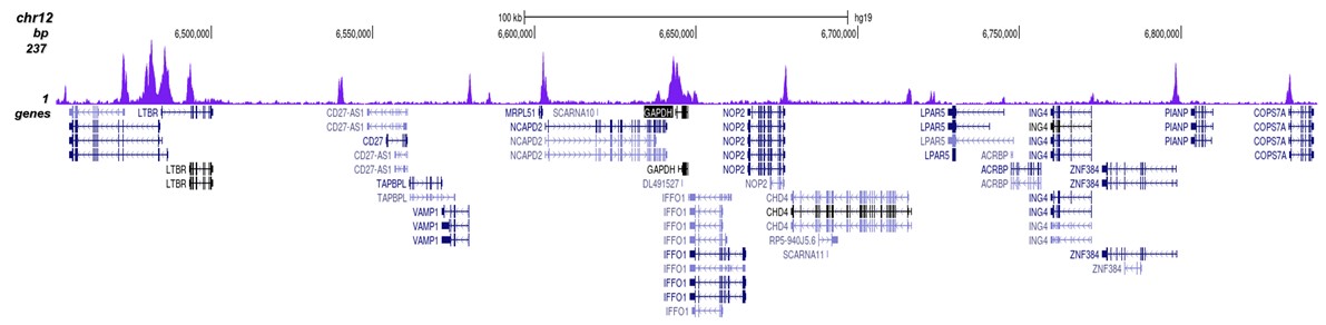 H3K4me2 Antibody for ChIP-seq assay