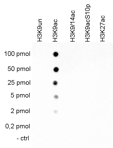 H3K9ac Antibody Dot Blot validation