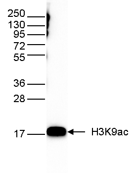 H3K9ac Antibody validated in Western blot