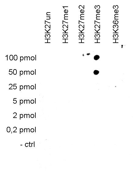 H3K27me3 Antibody validated in Dot Blot