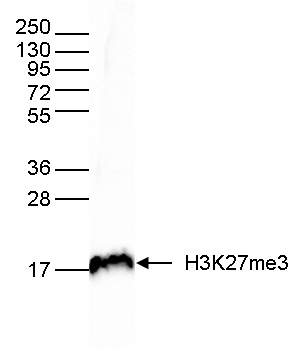 H3K27me3 Antibody validated in Western blot