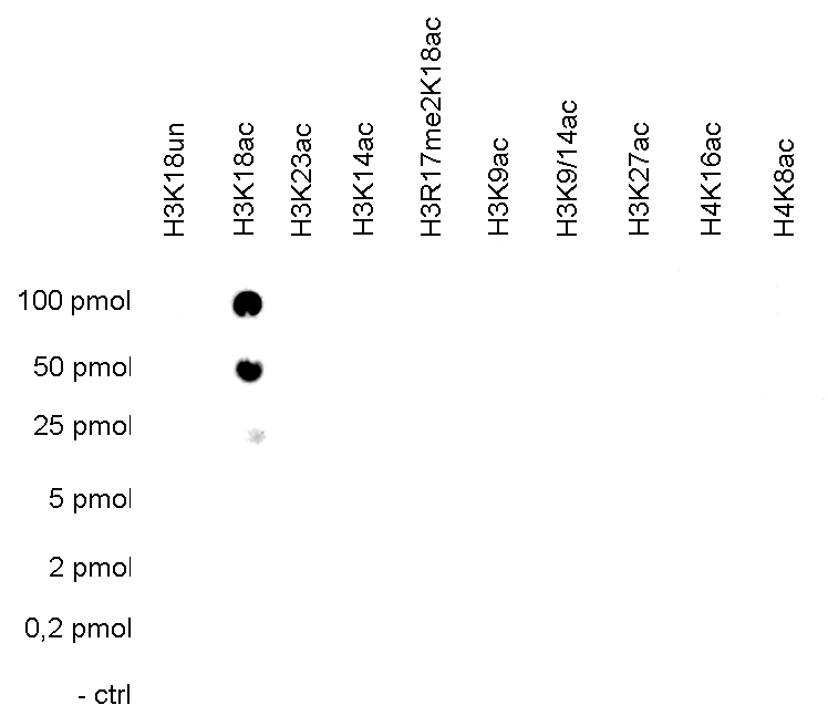 H3K18ac Antibody validated in  Dot Blot