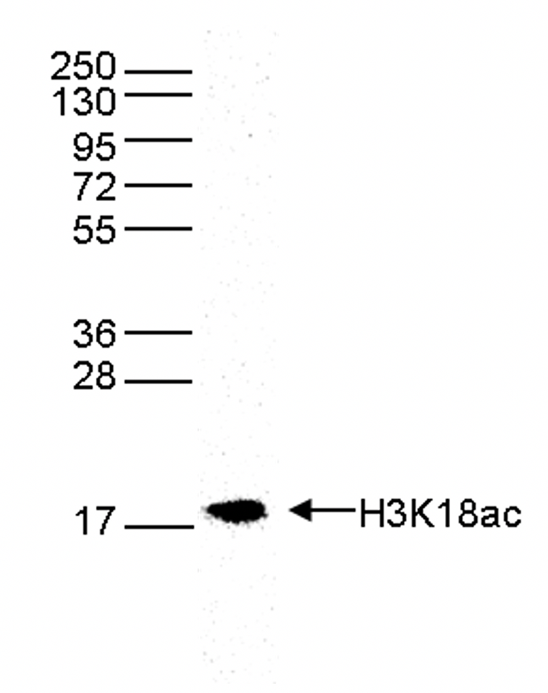 H3K18ac Antibody validated in Western blot