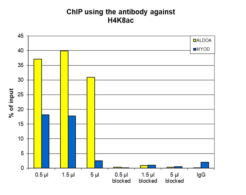 H4K8ac Antibody ChIP Grade