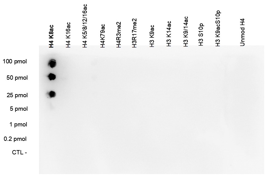 H4K8ac Antibody validated in Dot Blot