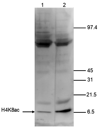 H4K8ac Antibody validated in Western Blot