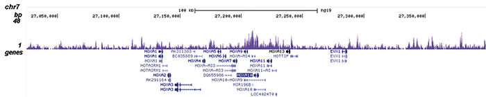 MLL1 Antibody for ChIP-seq assay