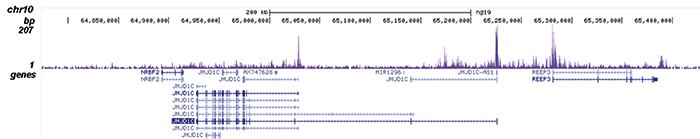 AF9 Antibody validated in ChIP-seq