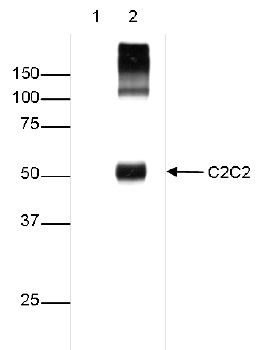 Western blot figure 1